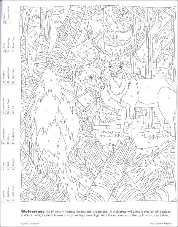 Colour By Number: Wild Wonders - Image 3