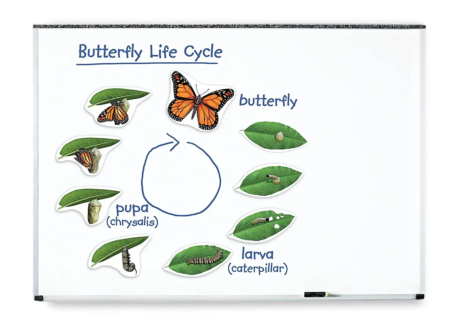 Giant Magnetic Butterfly Life Cycle - Image 2