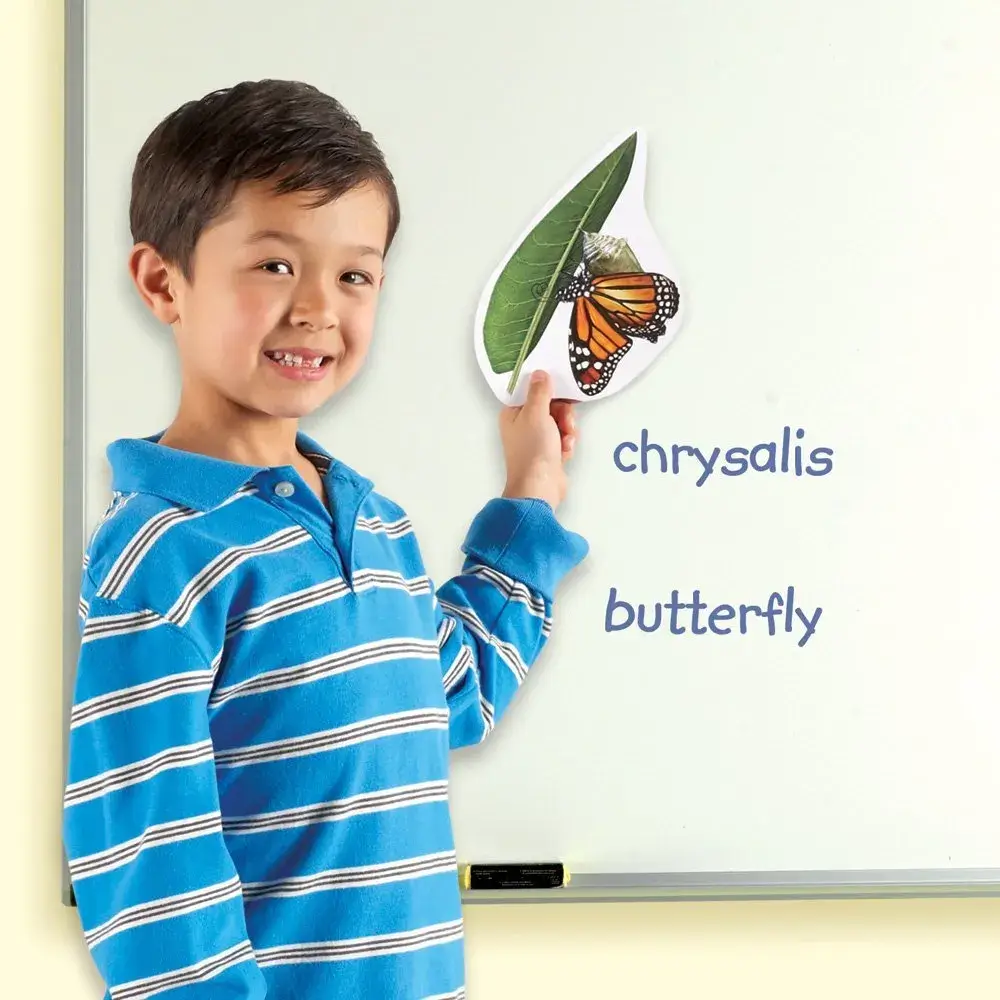 Giant Magnetic Butterfly Life Cycle - Image 3
