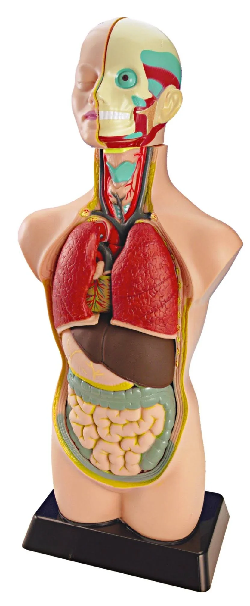 Miniland Anatomy Set in Case - 11 Pieces - Image 2