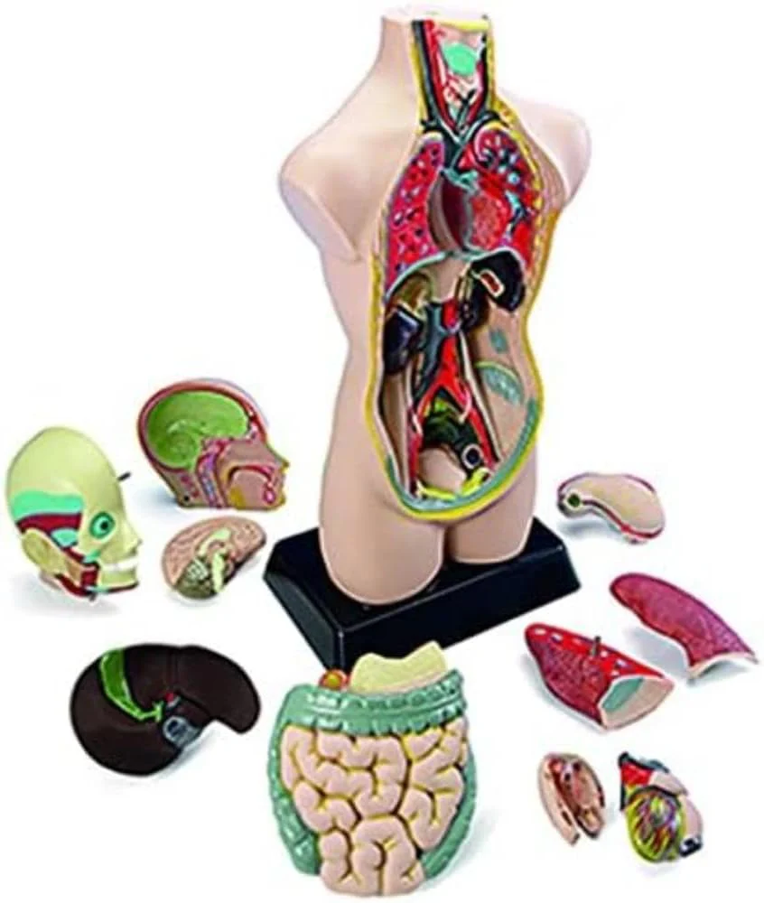 Miniland Anatomy Set in Case - 11 Pieces - Image 3